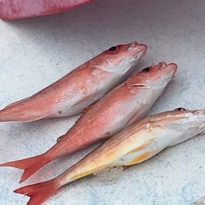 Meet your Posher, Grissman